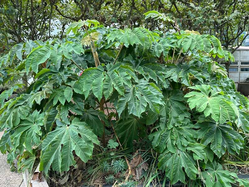 Tetrapanax papyrifer, Esplanade de la Défense