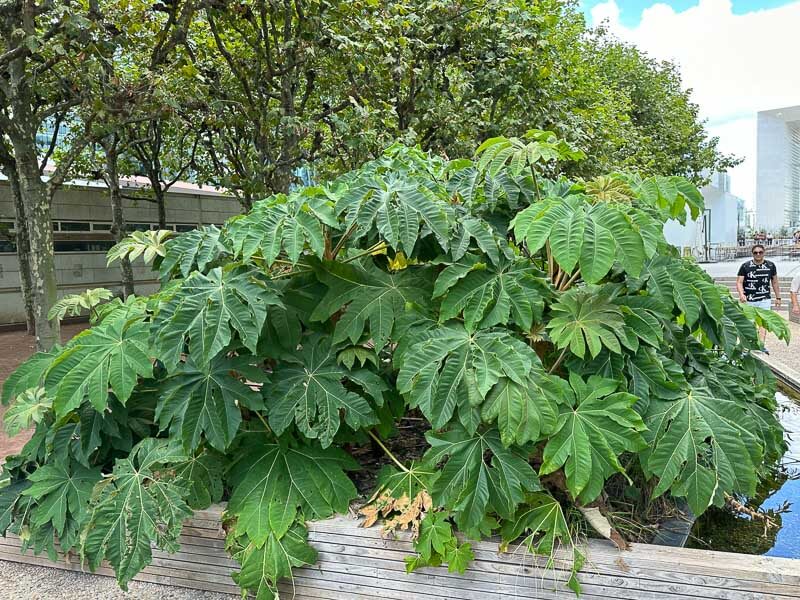 Tetrapanax papyrifer, Esplanade de la Défense