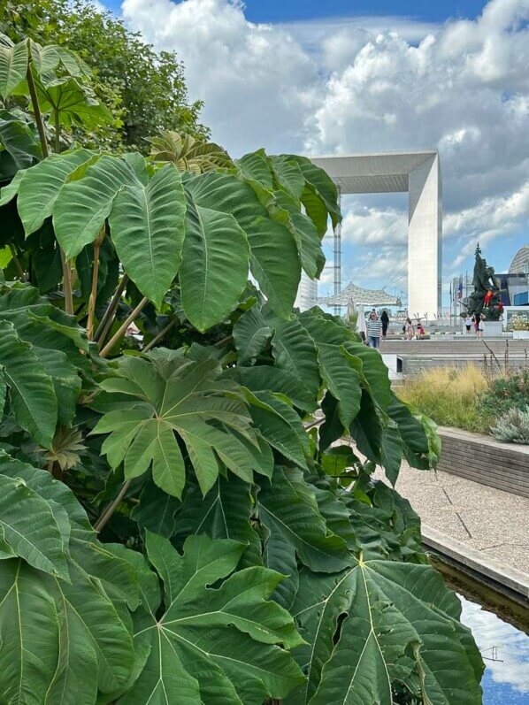 Tetrapanax papyrifer, Esplanade de la Défense