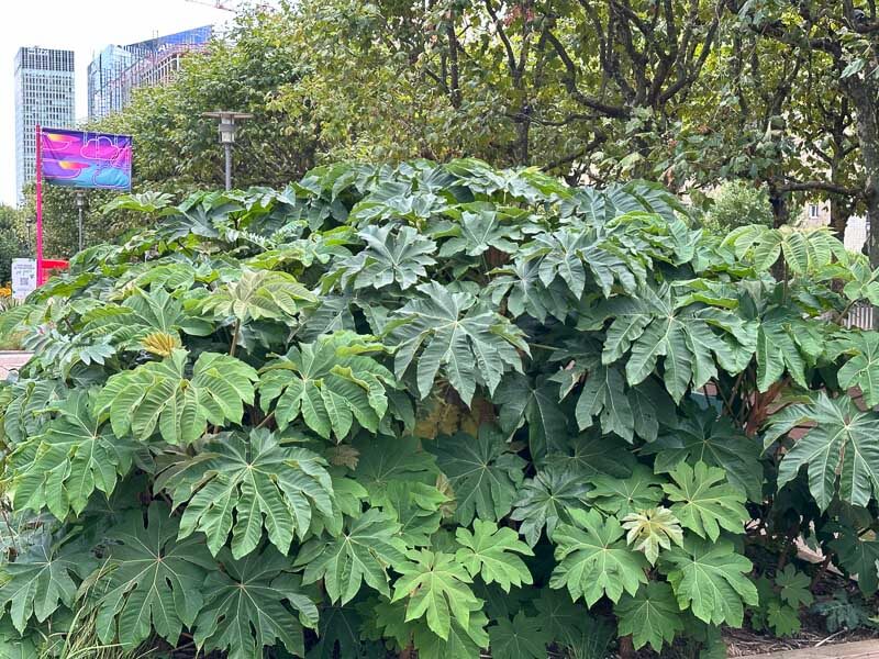 Tetrapanax papyrifer, Esplanade de la Défense