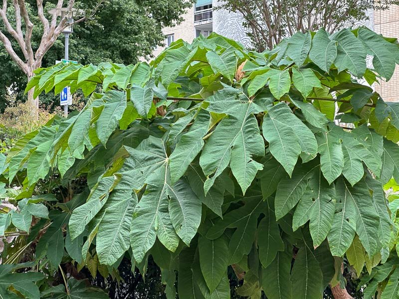 Tetrapanax papyrifer, Esplanade de la Défense