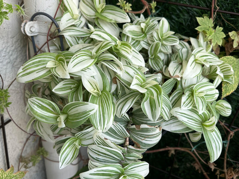 Tradescantia ‘Brightness’ en automne sur mon balcon, Paris 19e (75)