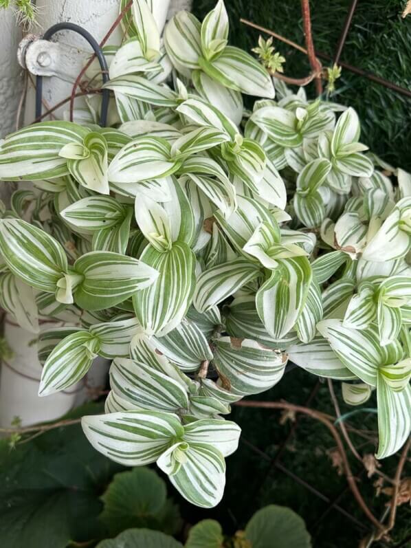 Tradescantia ‘Brightness’ en automne sur mon balcon, Paris 19e (75)