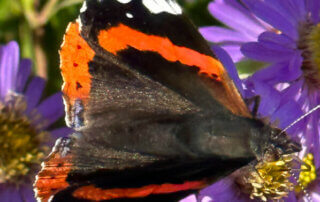 Vulcain, papillon, butinant sur les fleurs d'un Aster 'Christelle, Journées des Plantes de Chantilly, Domaine de Chantilly, Chantilly (60)