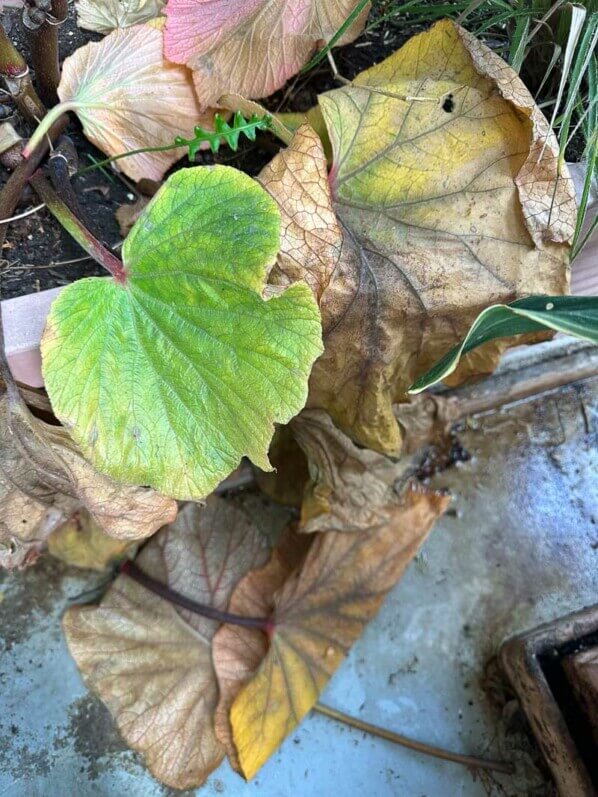 Begonia 'Torsa' en automne sur mon balcon, Paris 19e (75)