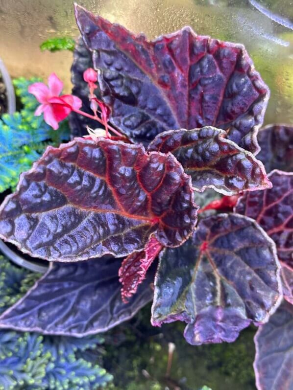 Begonia dracopelta x Begonia darthvaderiana, Bégoniacées, plante d'intérieur, terrarium, Paris 19e (75)