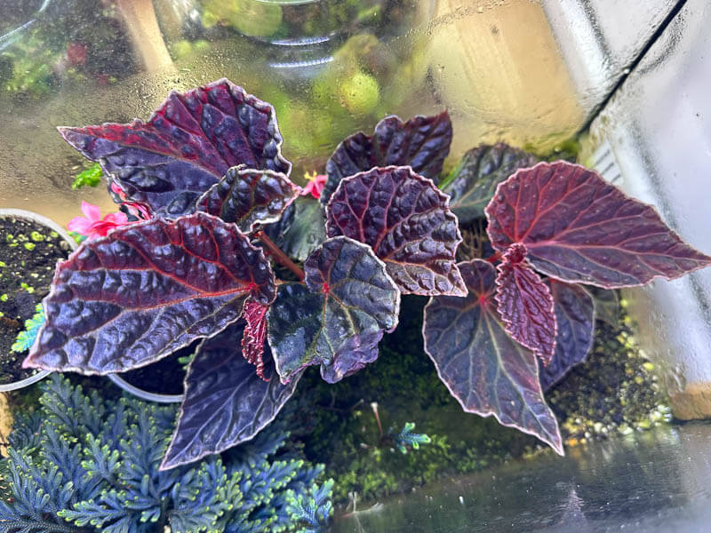 Begonia dracopelta x Begonia darthvaderiana, Bégoniacées, plante d'intérieur, terrarium, Paris 19e (75)