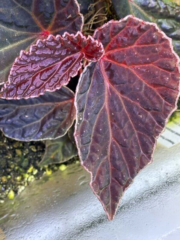 Begonia dracopelta x Begonia darthvaderiana, Bégoniacées, plante d'intérieur, terrarium, Paris 19e (75)