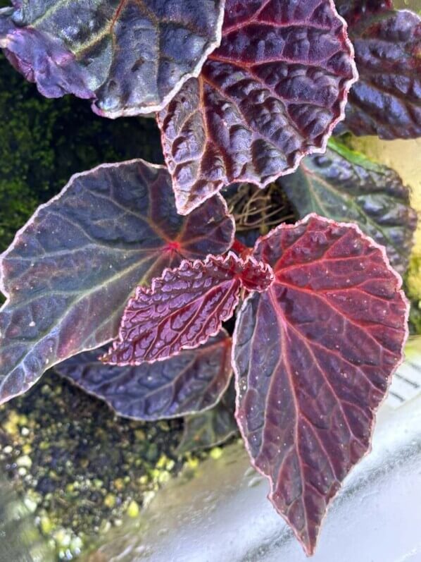 Begonia dracopelta x Begonia darthvaderiana, Bégoniacées, plante d'intérieur, terrarium, Paris 19e (75)