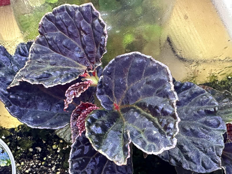 Begonia dracopelta x Begonia darthvaderiana, Bégoniacées, plante d'intérieur, terrarium, Paris 19e (75)