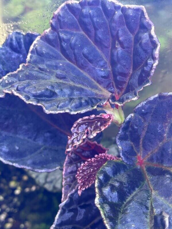 Begonia dracopelta x Begonia darthvaderiana, Bégoniacées, plante d'intérieur, terrarium, Paris 19e (75)