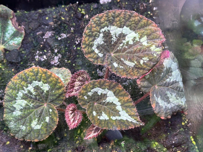 Begonia longiciliata 'Red form', Bégoniacées, plante d'intérieur, terrarium, Paris 19e (75)