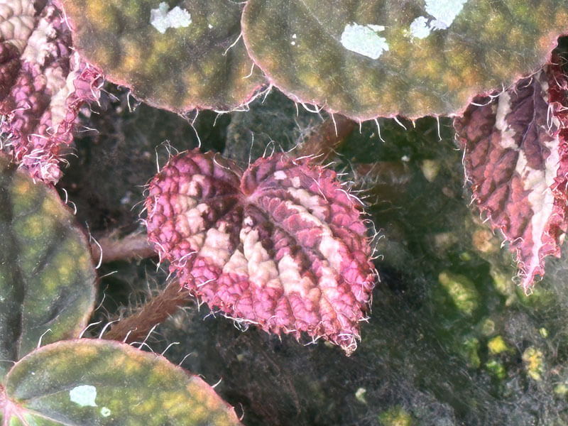 Begonia longiciliata 'Red form', Bégoniacées, plante d'intérieur, terrarium, Paris 19e (75)
