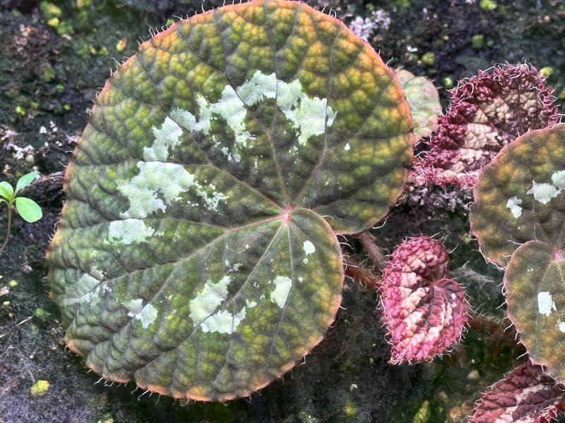 Begonia longiciliata 'Red form', Bégoniacées, plante d'intérieur, terrarium, Paris 19e (75)