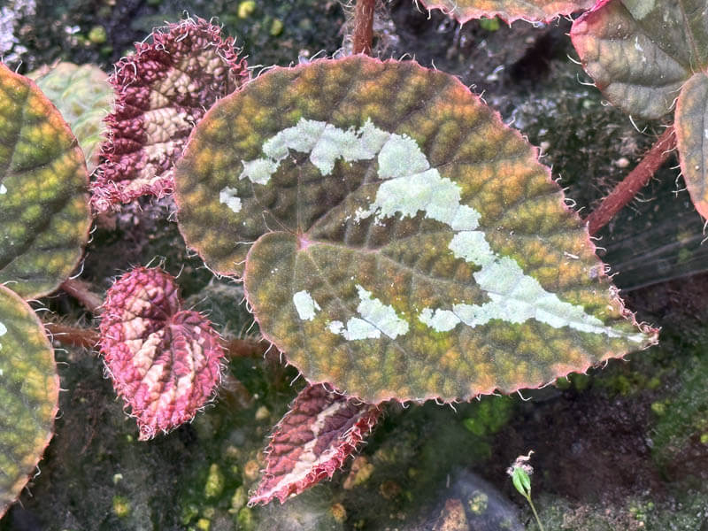 Begonia longiciliata 'Red form', Bégoniacées, plante d'intérieur, terrarium, Paris 19e (75)