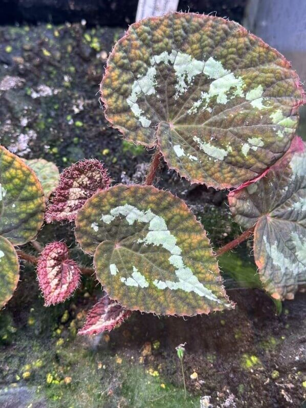 Begonia longiciliata 'Red form', Bégoniacées, plante d'intérieur, terrarium, Paris 19e (75)