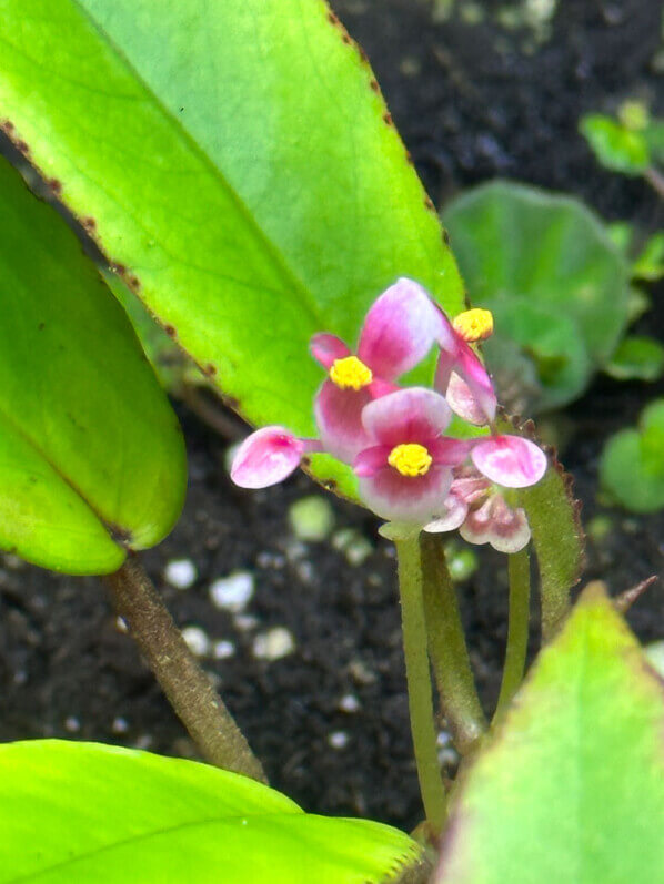 Begonia longipetiolata, Bégoniacées, plante d'intérieur, terrarium, Paris 19e (75)