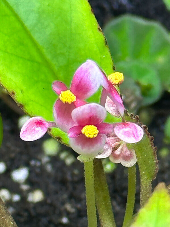 Begonia longipetiolata, Bégoniacées, plante d'intérieur, terrarium, Paris 19e (75)