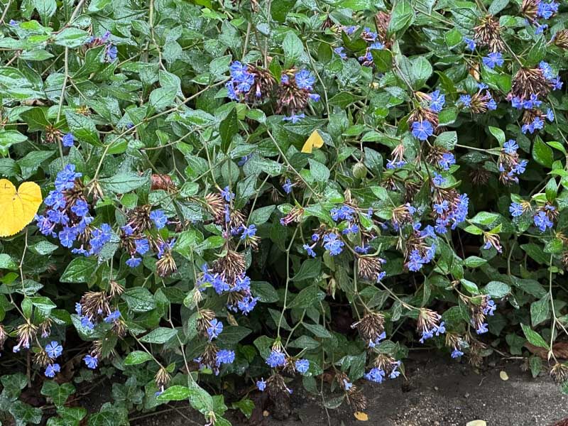 Ceratostigma plumbaginoides en automne dans le square Samuel de Champlain, Paris 20e (75)