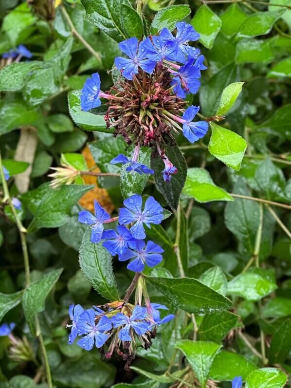 Ceratostigma plumbaginoides en automne dans le square Samuel de Champlain, Paris 20e (75)