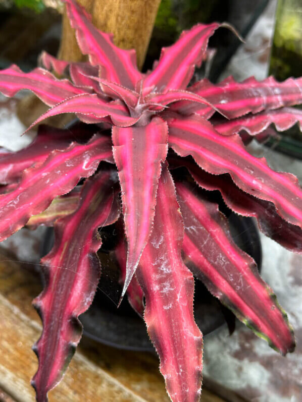 Cryptanthus 'Pineapple Star', Broméliacées, plante d'intérieur, Paris 19e (75)