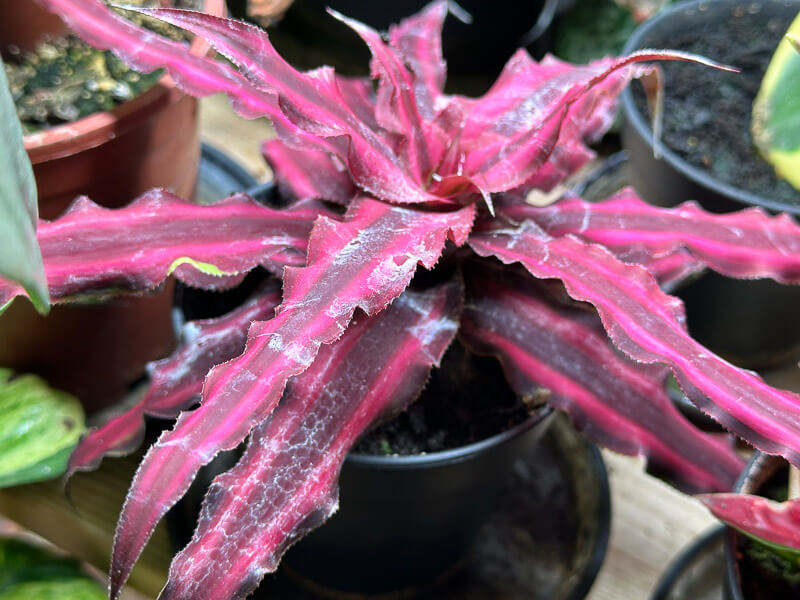 Cryptanthus 'Pineapple Star', Broméliacées, plante d'intérieur, Paris 19e (75)