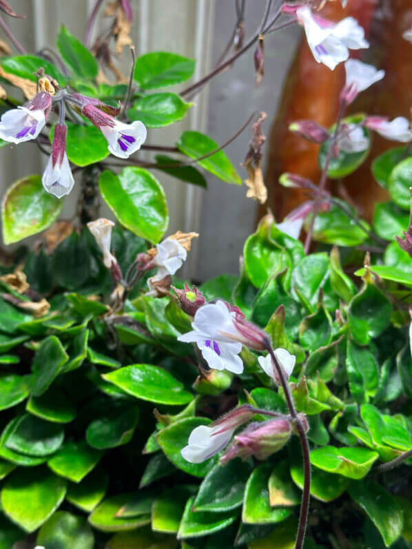 Lire la suite à propos de l’article Mon terrarium de Deinostigma tamiana