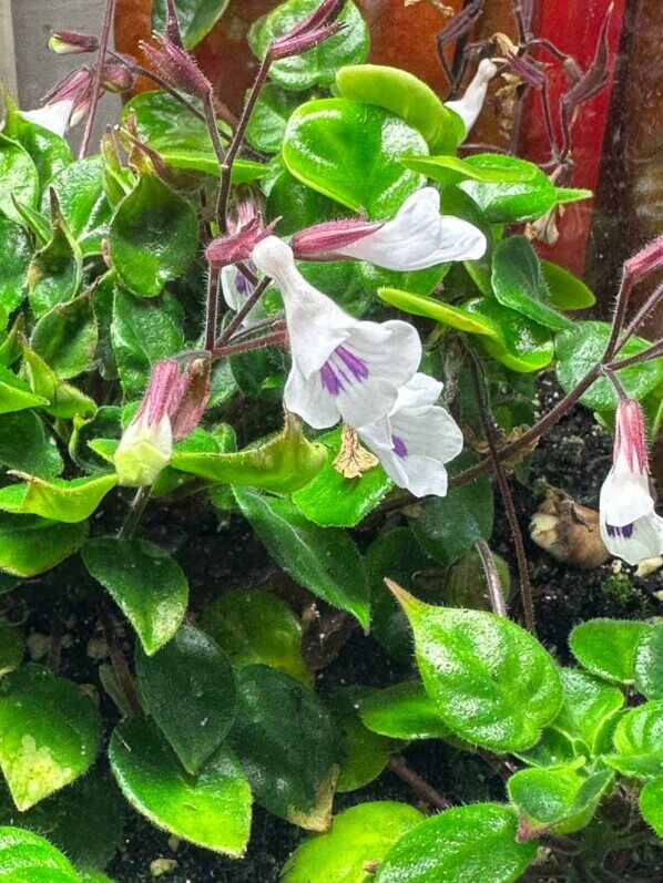 Deinostigma tamiana, Gesnériacées, plante d'intérieur, terrarium, Paris 19e (75)