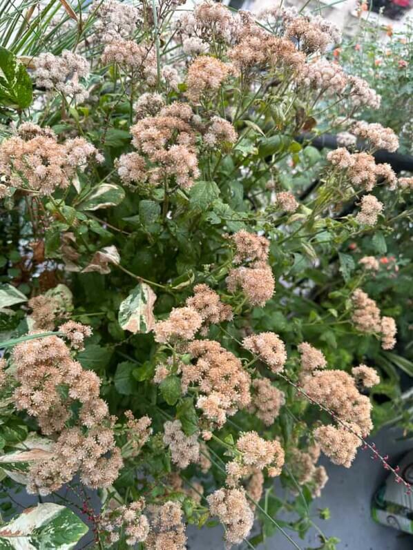 Eupatoire (Eupatorium x rugosum) ‘Lucky Melody’ couverte de fleurs fanées en automne sur mon balcon, Paris 19e (75)