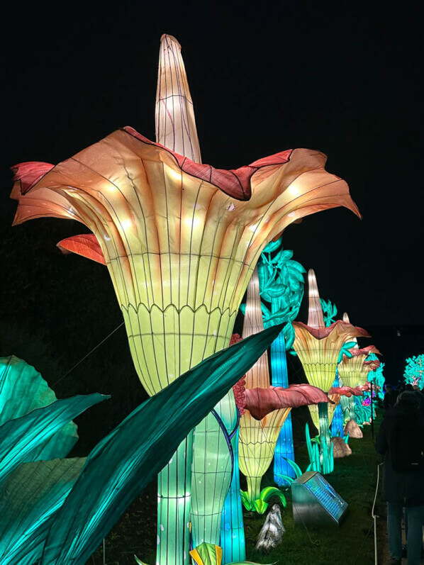Lire la suite à propos de l’article “Jungle en voie d’illumination” du 22 novembre 2023 au 21 janvier 2024 au Jardin des Plantes (Paris 5e)