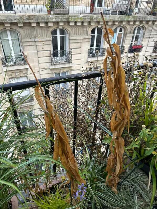 Lis 'Mister Cas' en automne sur mon balcon, Paris 19e (75)