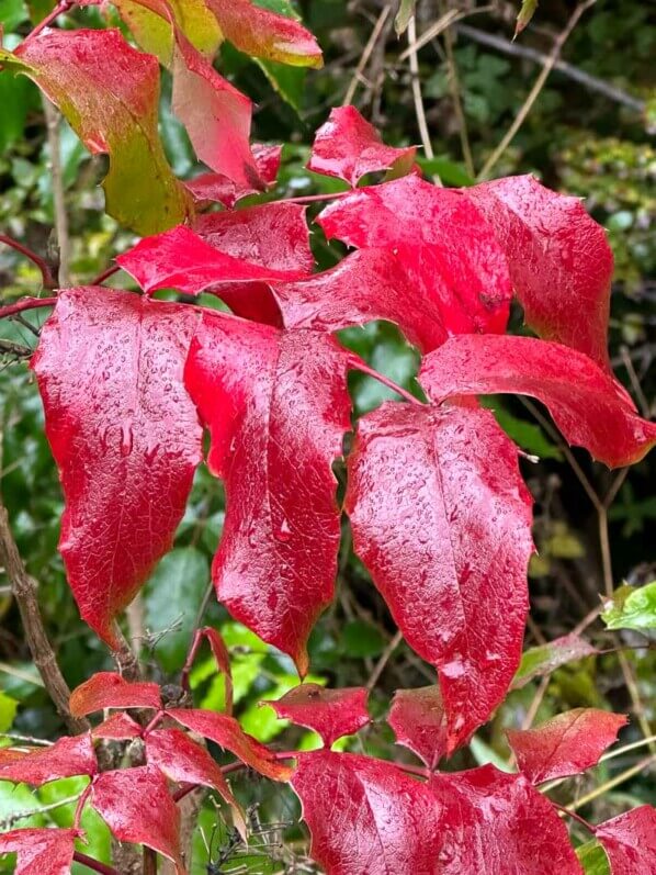 Lire la suite à propos de l’article Mahonia en feu