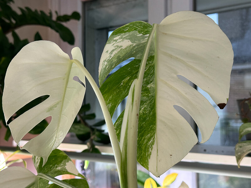 Monstera deliciosa 'Variegata', Araceae, plante d'intérieur, Paris 19e (75)