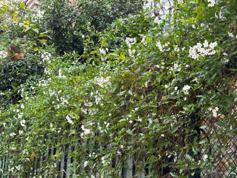 Solanum jasminoides 'Album' en fleur, Paris 13e (75)