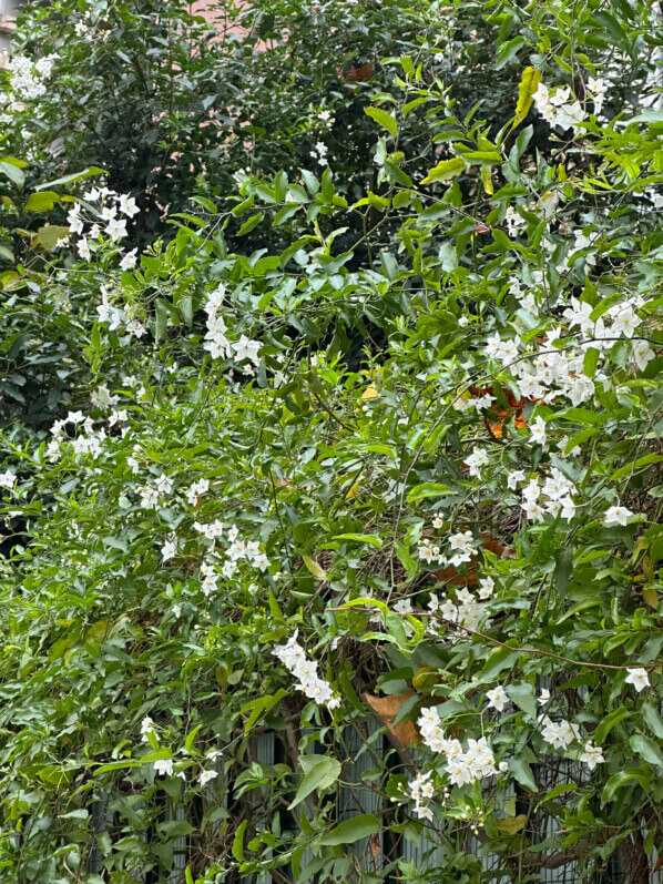 Solanum jasminoides 'Album' en fleur, Paris 13e (75)