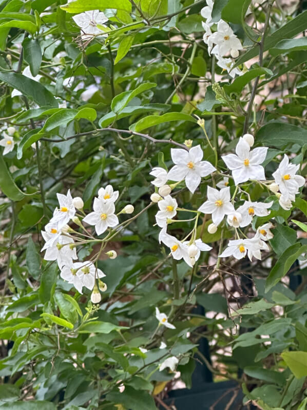 Solanum jasminoides 'Album' en fleur, Paris 13e (75)