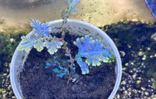 Jeune plant de Selaginella willdenowii avec une belle iridescence bleue, plante d'intérieur, terrarium, Paris 19e (75)
