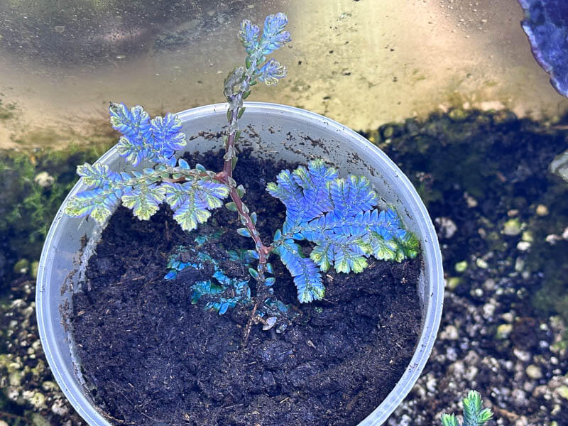 Jeune plant de Selaginella willdenowii avec une belle iridescence bleue, plante d'intérieur, terrarium, Paris 19e (75)
