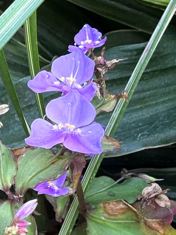 Tinantia pringlei 'Variegata' en automne sur mon balcon, Paris 19e (75)