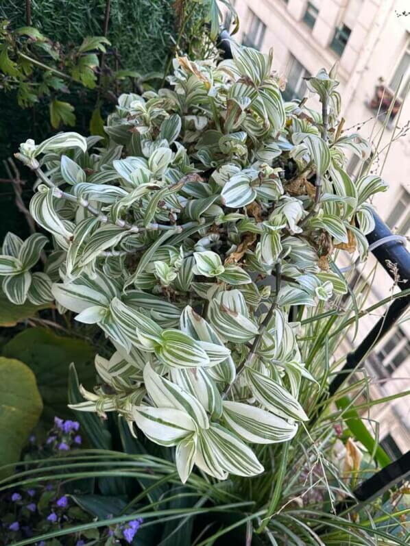 Tradescantia albiflora ‘Variegata’ Charm en automne sur mon balcon, Paris 19e (75)