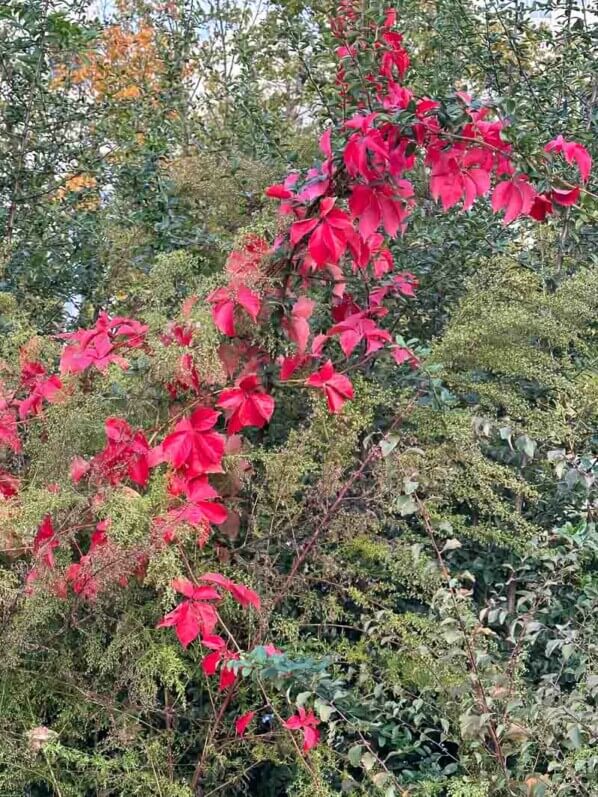 Vigne vierge avec feuillage d'automne rouge vif, Square de la Roquette, Paris 11e (75)