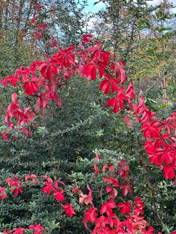 Vigne vierge avec feuillage d'automne rouge vif, Square de la Roquette, Paris 11e (75)