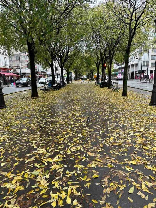 Feuilles mortes jonchant le sol, avenue de Flandre, Paris 19e (75)