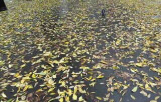Feuilles mortes jonchant le sol, avenue de Flandre, Paris 19e (75)