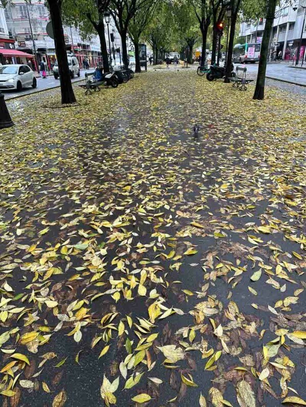 Feuilles mortes jonchant le sol, avenue de Flandre, Paris 19e (75)