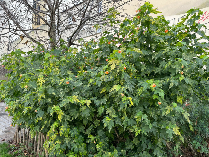 Abutilon fleuri planté en pleine terre dans le Jardin Truillot, Paris 11e (75)