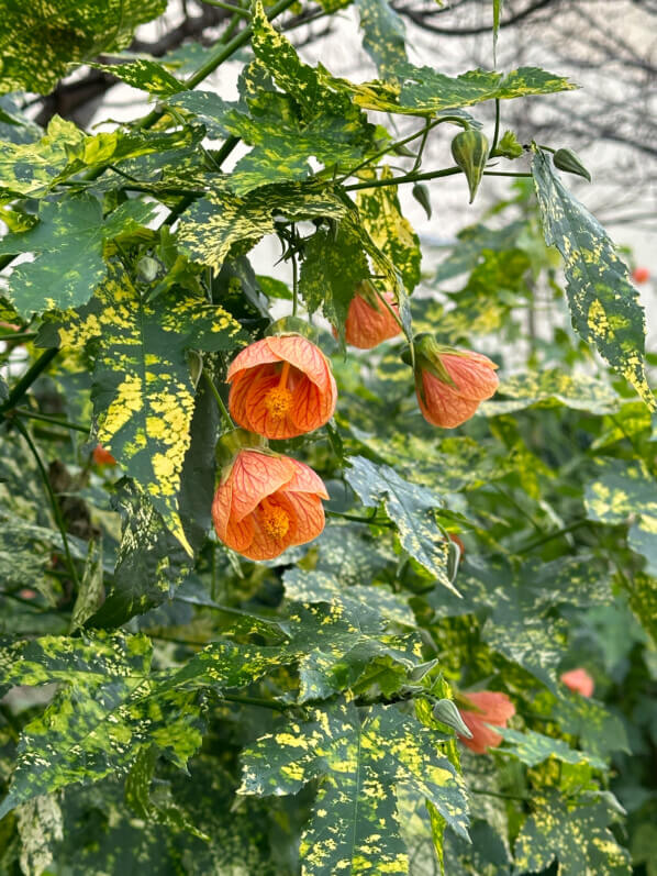 Abutilon fleuri planté en pleine terre dans le Jardin Truillot, Paris 11e (75)