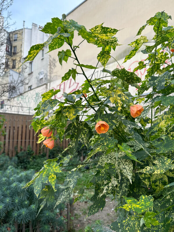 Abutilon fleuri planté en pleine terre dans le Jardin Truillot, Paris 11e (75)