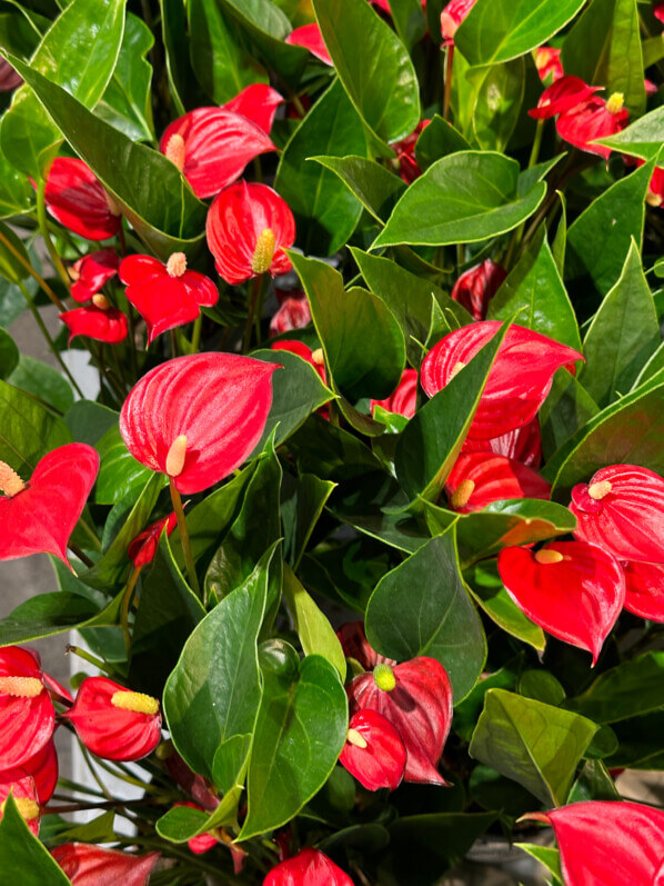 Anthurium (Andreanum Grp) Million Flowers Red, Araceae, plante d'intérieur, jardinerie Truffaut, Paris 13e (75)