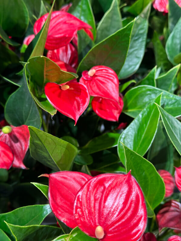 Anthurium (Andreanum Grp) Million Flowers Red, Araceae, plante d'intérieur, jardinerie Truffaut, Paris 13e (75)